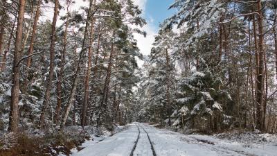 Ainringer Moos im Berchtesgadener Land Moor Torf Naturschutzgebiet Winter